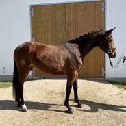 deutsches-sportpferd-stute-6jahre-164-cm-brauner-dressurpferd-freizeit